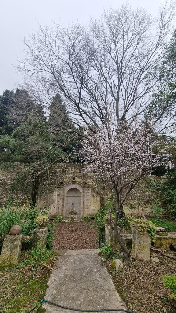Fontaine ancienne et amandier en fleurs